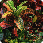 Croton leaves – Jolap, Gaua, Banks